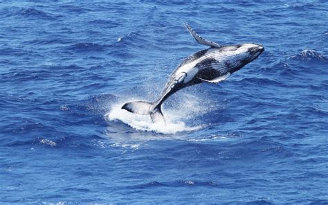 Whalefish Facts .